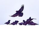 f5019 finn nielsen corvus corax