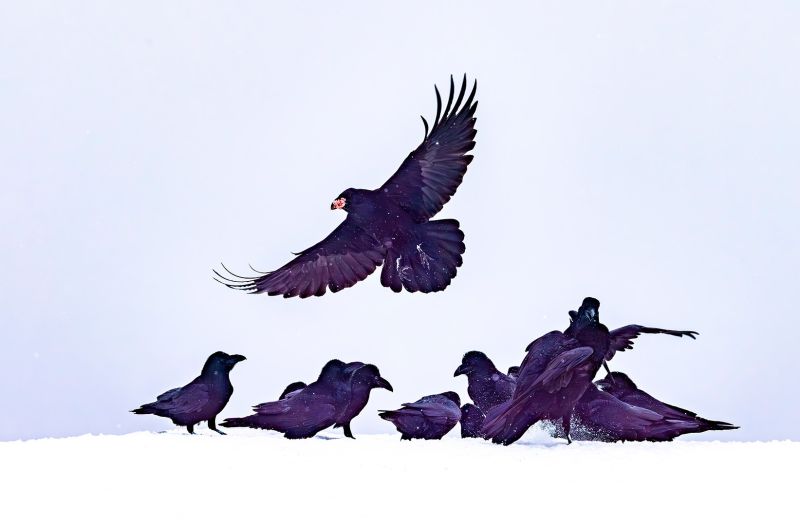f5019 finn nielsen corvus corax