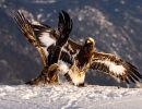 f5026 gunnar hansen eagle fight