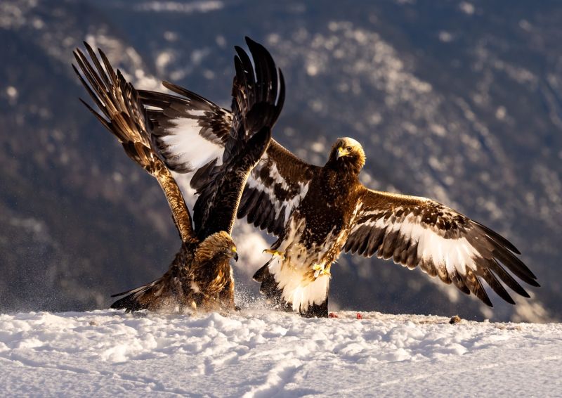 f5026 gunnar hansen eagle fight