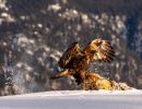 f5027 gunnar hansen eagle fox
