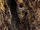 f5033 jorgen figge bison