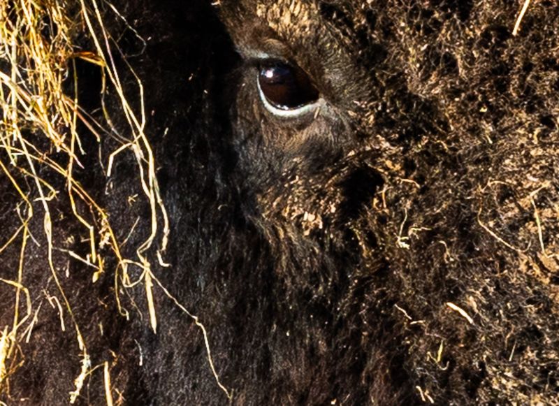 f5033 jorgen figge bison