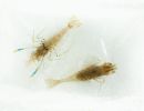 f6029   knud l pedersen   fossilt