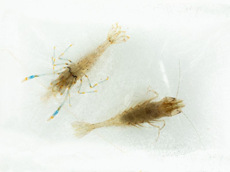 f6029   knud l pedersen   fossilt