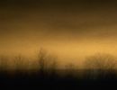 f6037   rene jensen   trees of the night