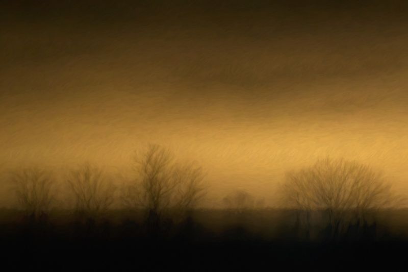 f6037   rene jensen   trees of the night
