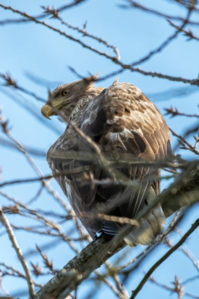 f8206 kresten thomsen havoern i baghaven paa taasinge