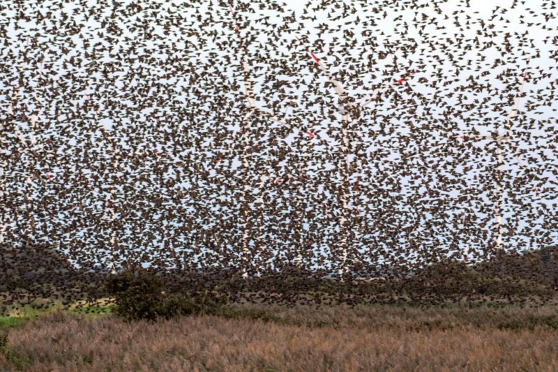f8211 kresten thomsen moeller i skjul