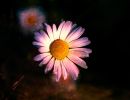 f8305   stefan mehl ludvigsen   dream daisy