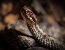 f8310 gilboa levi snake