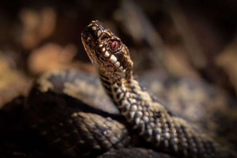 f8310 gilboa levi snake