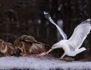 f8311 gilboa levi birds of prey