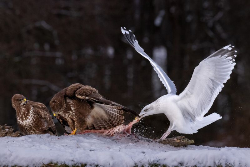 f8311 gilboa levi birds of prey