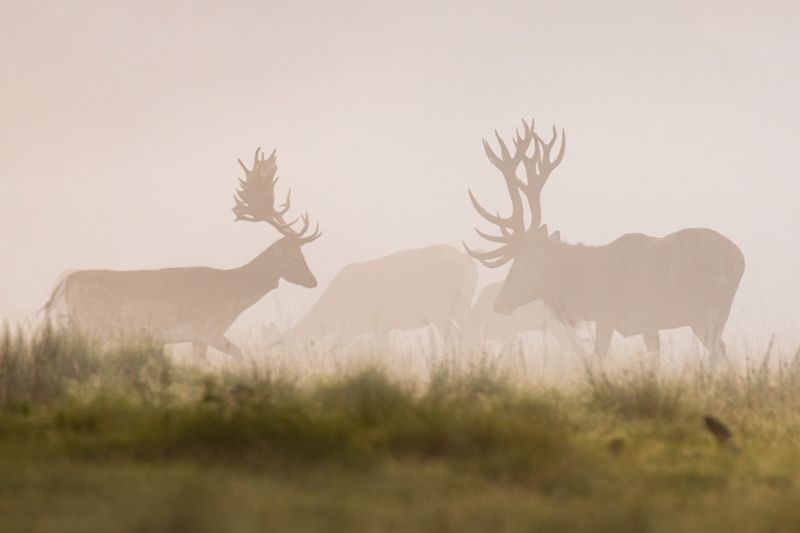 f8313 gilboa levi deers