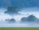f8314 gilboa levi fog