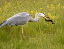 f8315 gilboa levi gray heron