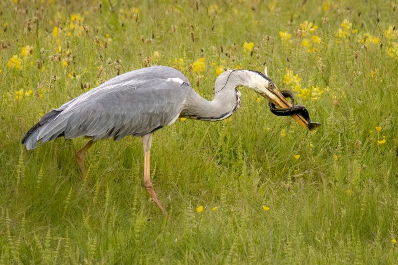 f8315 gilboa levi gray heron
