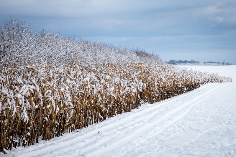 f8411   nicolai godvin   snowcorn