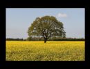 f8520 lars rigvald trae