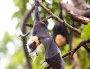 f5004   finn nielsen   flying fox with beard 