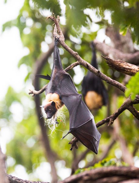 f5004   finn nielsen   flying fox with beard 
