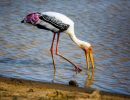 f5011   finn nielsen   painted stork