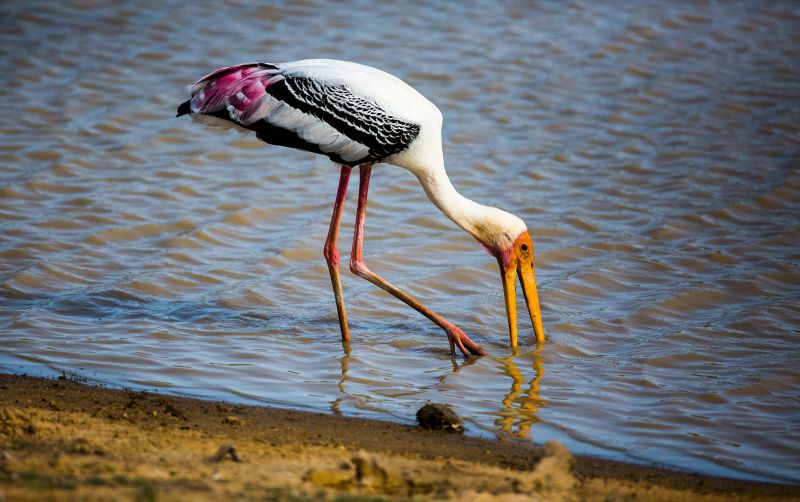 f5011   finn nielsen   painted stork