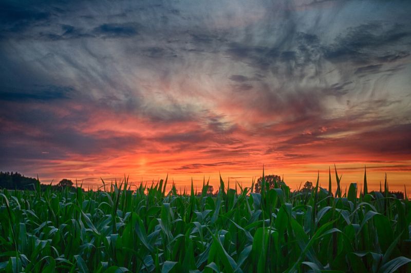 f6004 maybritt hodal jensen cornfield.