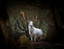 f6020 henrik r kristensen white fallow deer