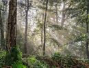 f6022 rene jensen morning in the forest