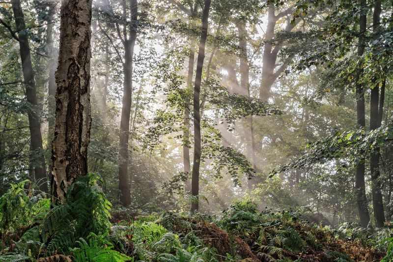 f6022 rene jensen morning in the forest