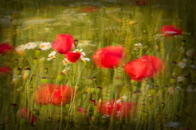 f6023 rene jensen field with poppies