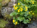 f7003   erik juul   solja nationalblomst faroe