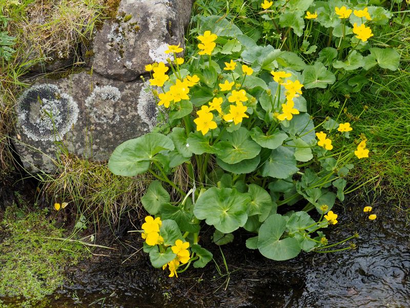 f7003   erik juul   solja nationalblomst faroe
