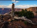 f8007 bent k. danielsen traestub grand canyon
