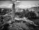 m8011   bent k. danielsen   traestub grand canyon