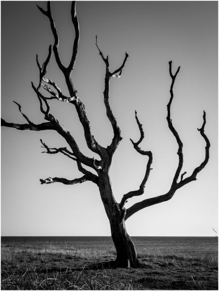 m3011   hans peter birk hansen   dead tree