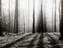 m3020 sten giilsgaard creepy forest