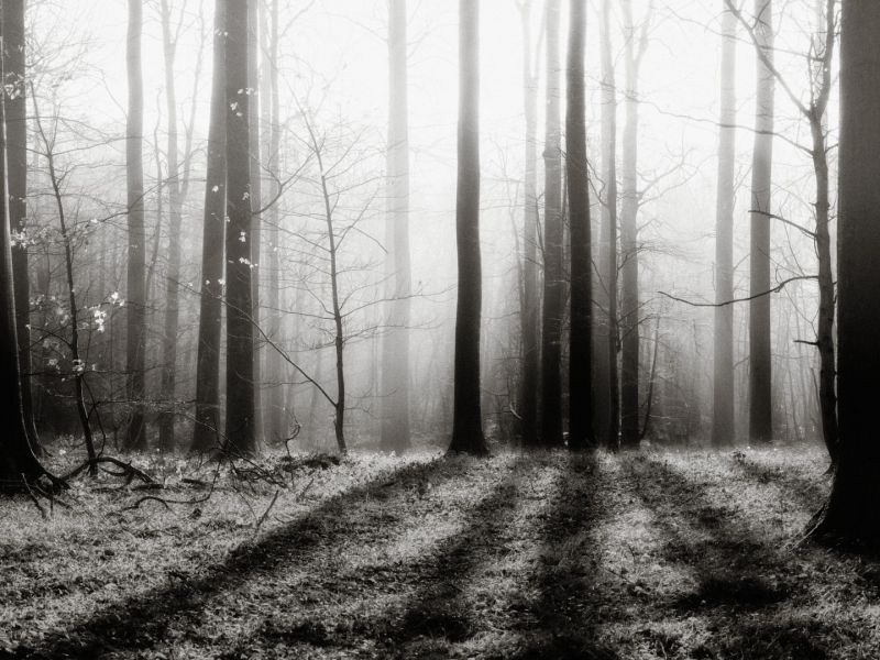 m3020 sten giilsgaard creepy forest