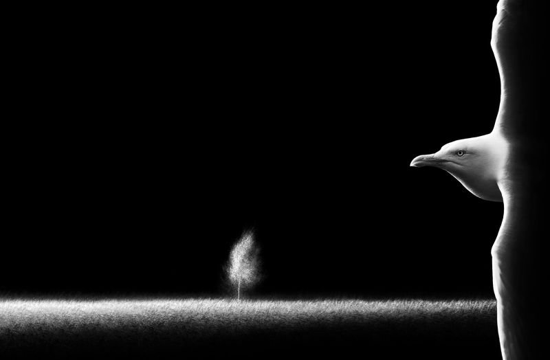 m6003   henrik r. kristensen seagul and tree
