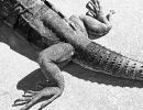 m6008   knud ladegaard   uxmal resident
