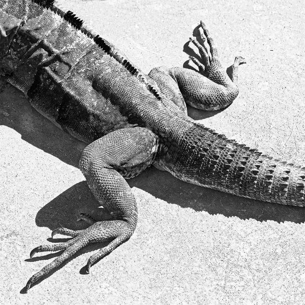m6008   knud ladegaard   uxmal resident