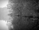 m6024 rene jensen forest edge