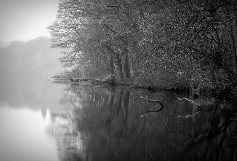 m6024 rene jensen forest edge