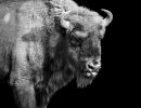m8301 gilboa levi european bison