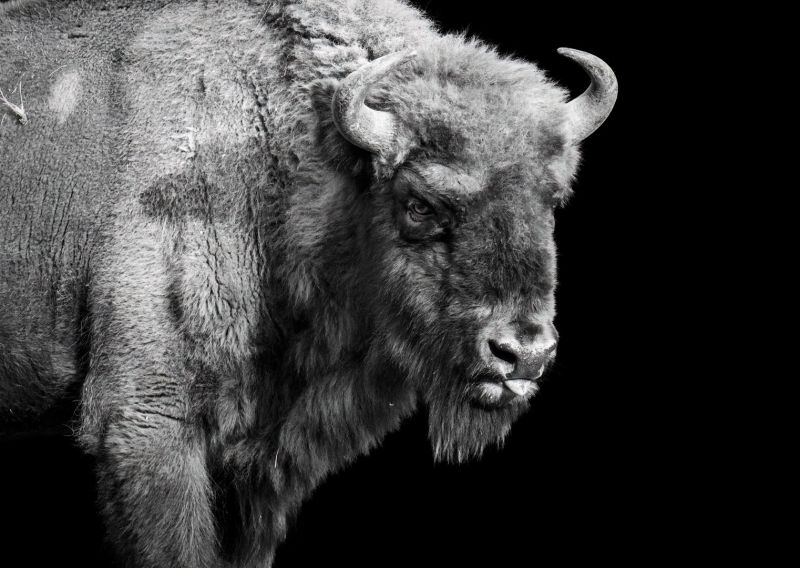 m8301 gilboa levi european bison