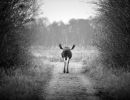 m6014   henrik r kristensen   moose on path walk