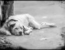 m6025   maybritt hodal jensen   bored dog