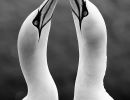 m8302 rene linnebjerg gannets